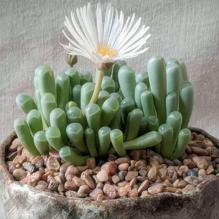 Baby Toes Succulent 2 Inch Live Plant in Pot, Fenestraria Rhopalophylla, Window Succulent, Cute Indoor Plant, Chunky Green Succulent, Easy Care Plant, Desk Decor