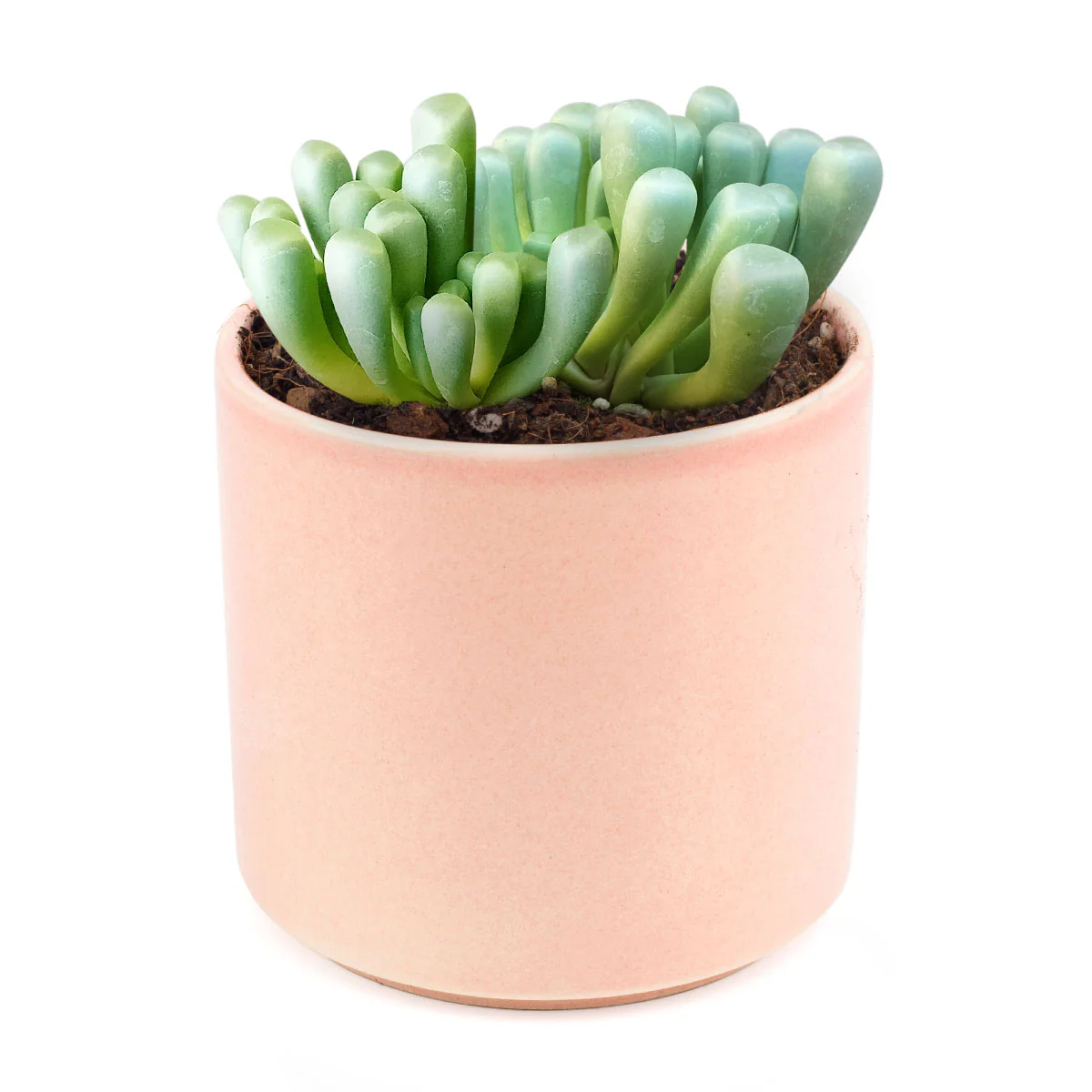 Baby Toes Succulent 2 Inch Live Plant in Pot, Fenestraria Rhopalophylla, Window Succulent, Cute Indoor Plant, Chunky Green Succulent, Easy Care Plant, Desk Decor