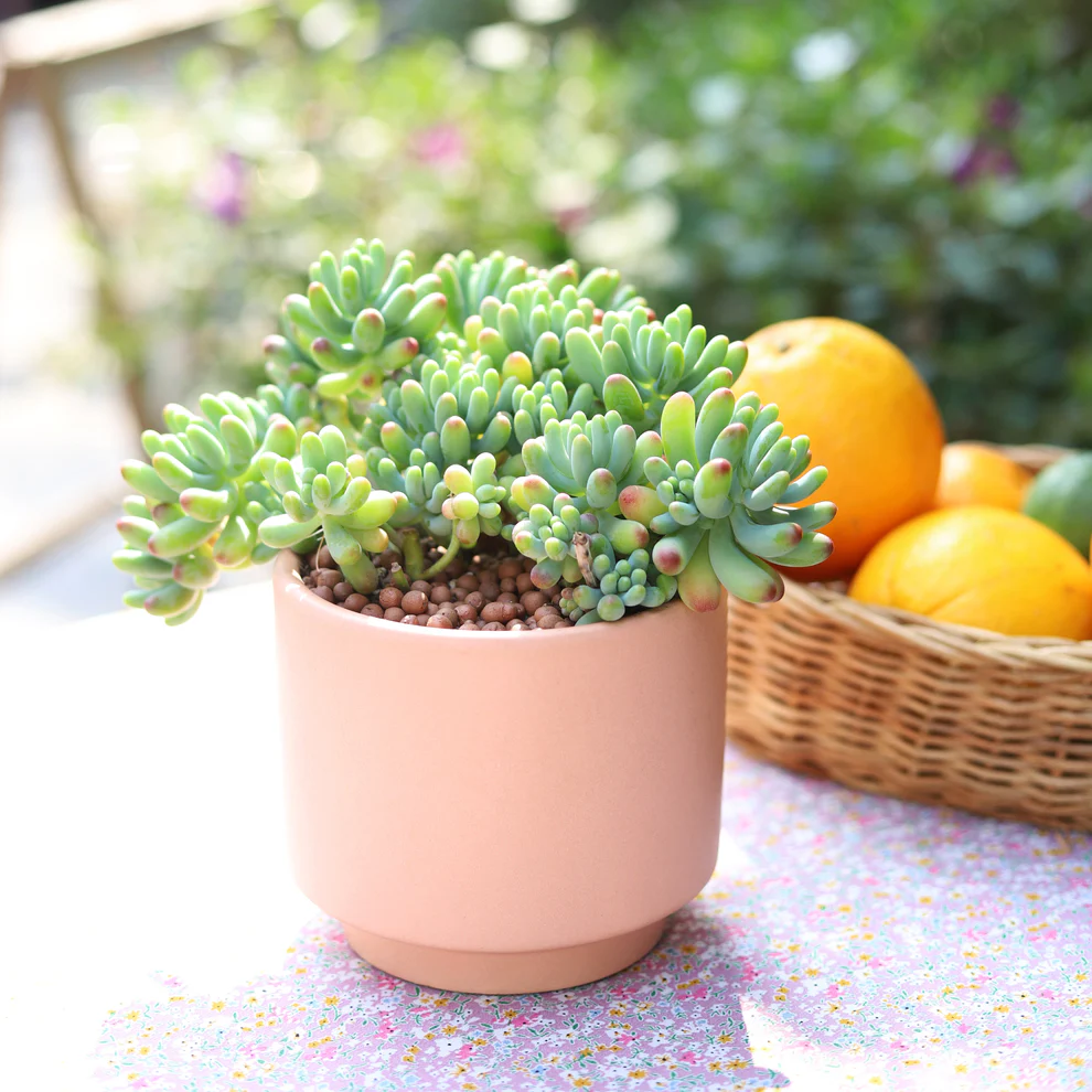 Sedum Pachyphyllum in Pot, 2 Inch Potted Live Succulent Plant, Jelly Bean Succulent, Blush Tip Succulent, Cute Plant Decor, Easy Care Indoor Plant, Aesthetic Desk Plant Gift