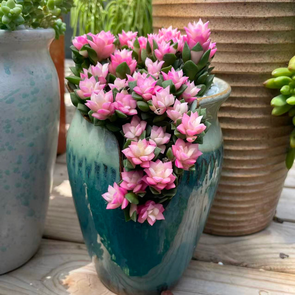 Pink Bloom Style Succulent Arrangement, Live Succulent Plant in Pot, Flower Inspired Succulent, Cute Indoor Plant, Aesthetic Planter Decor, Gift for Plant Lovers