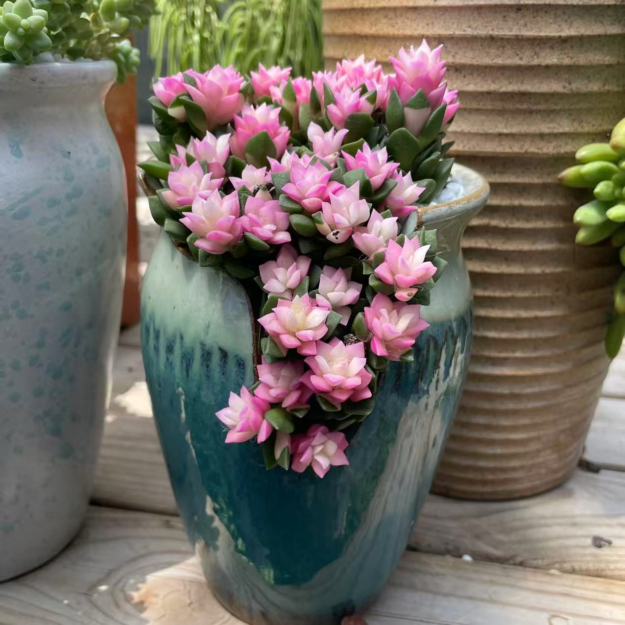 Pink Bloom Style Succulent Arrangement, Live Succulent Plant in Pot, Flower Inspired Succulent, Cute Indoor Plant, Aesthetic Planter Decor, Gift for Plant Lovers