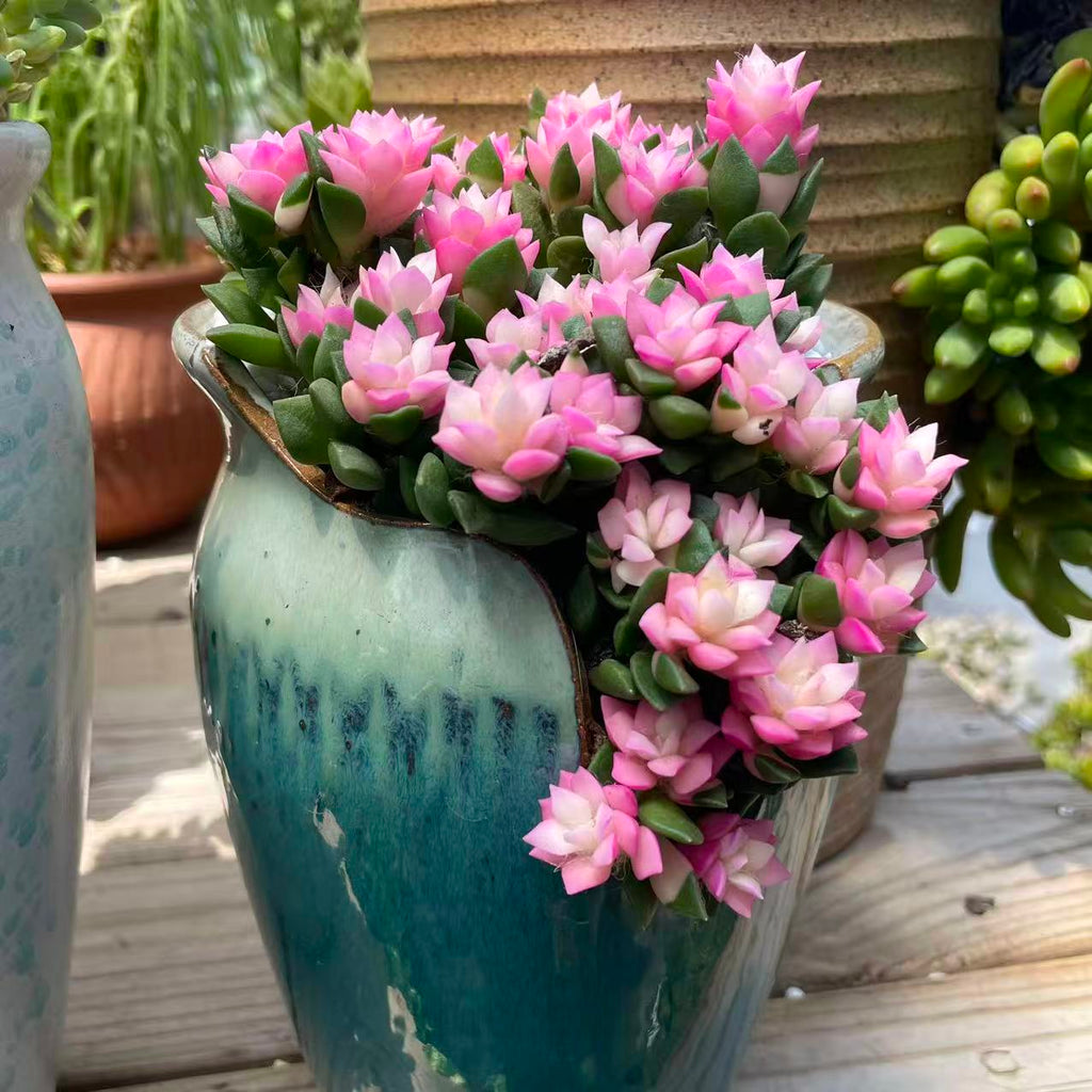 Pink Bloom Style Succulent Arrangement, Live Succulent Plant in Pot, Flower Inspired Succulent, Cute Indoor Plant, Aesthetic Planter Decor, Gift for Plant Lovers