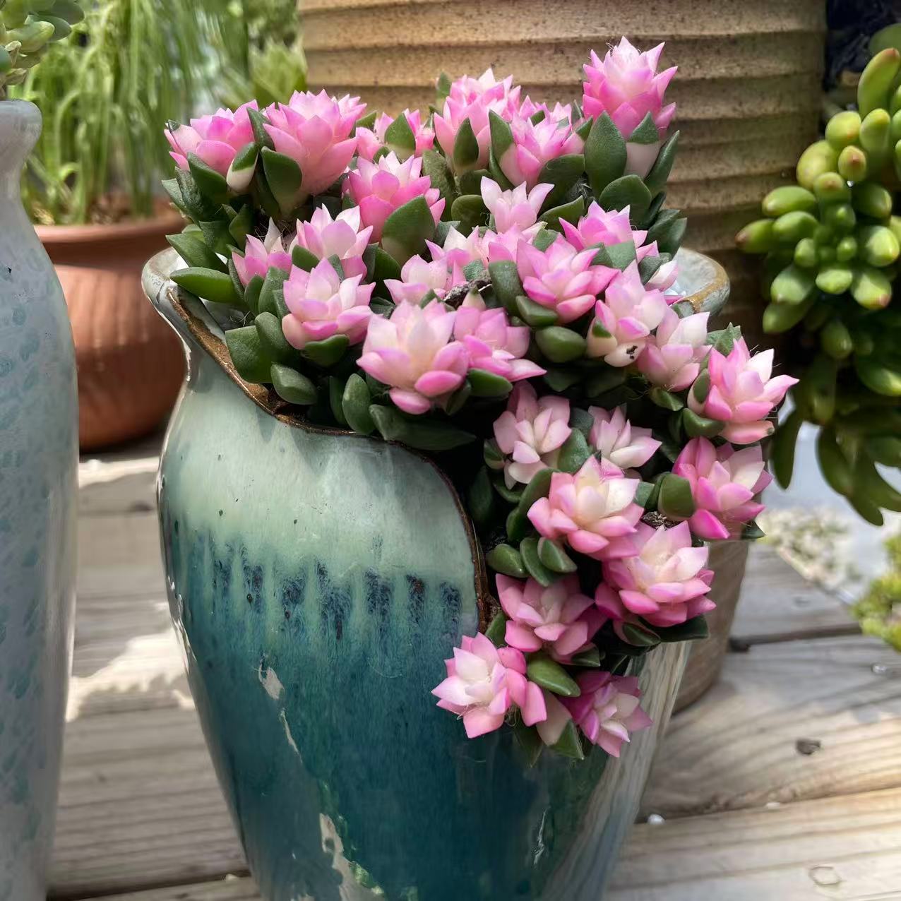 Pink Bloom Style Succulent Arrangement, Live Succulent Plant in Pot, Flower Inspired Succulent, Cute Indoor Plant, Aesthetic Planter Decor, Gift for Plant Lovers