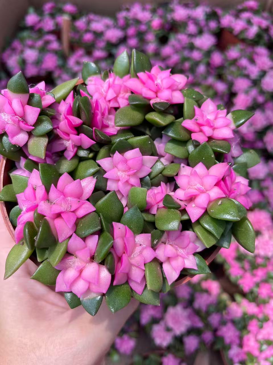 Pink Bloom Style Succulent Arrangement, Live Succulent Plant in Pot, Flower Inspired Succulent, Cute Indoor Plant, Aesthetic Planter Decor, Gift for Plant Lovers