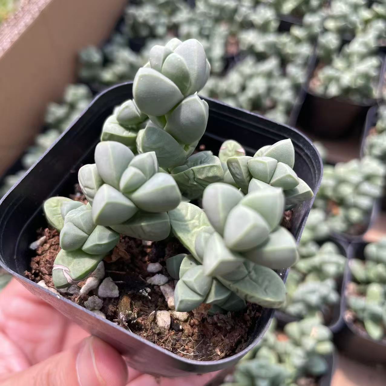 Baby Toes Succulent 2 Inch Live Plant in Pot, Ice Plant Succulent, Corpuscularia Lehmannii, Cute Chunky Succulent, Easy Care Plant, Indoor Plant, Desk Decor