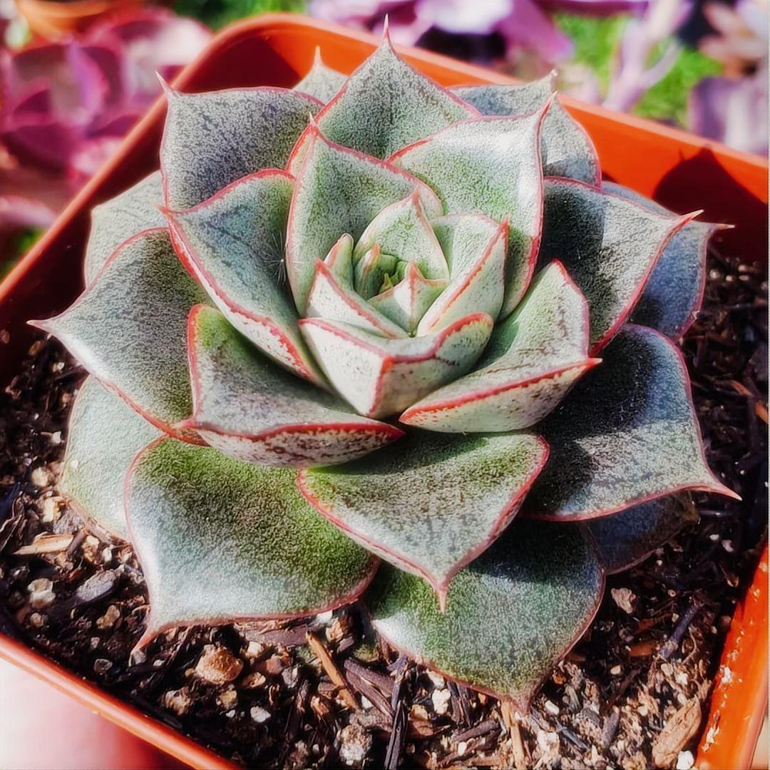 Agave Style Succulent in Pot, 2 Inch Potted Live Succulent Plant, Red Edge Succulent, Geometric Rosette Plant, Aesthetic Indoor Plant