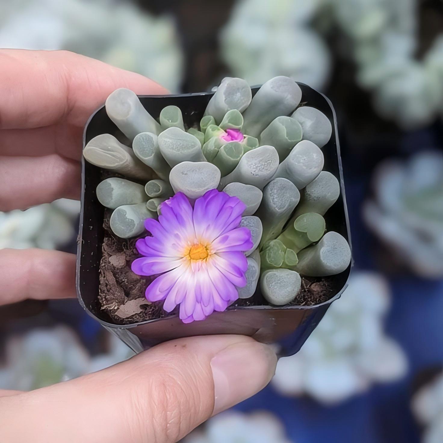 Baby Toes Succulent 2 Inch Live Plant in Pot, Fenestraria Rhopalophylla, Window Succulent, Cute Indoor Plant, Chunky Green Succulent, Easy Care Plant, Desk Decor