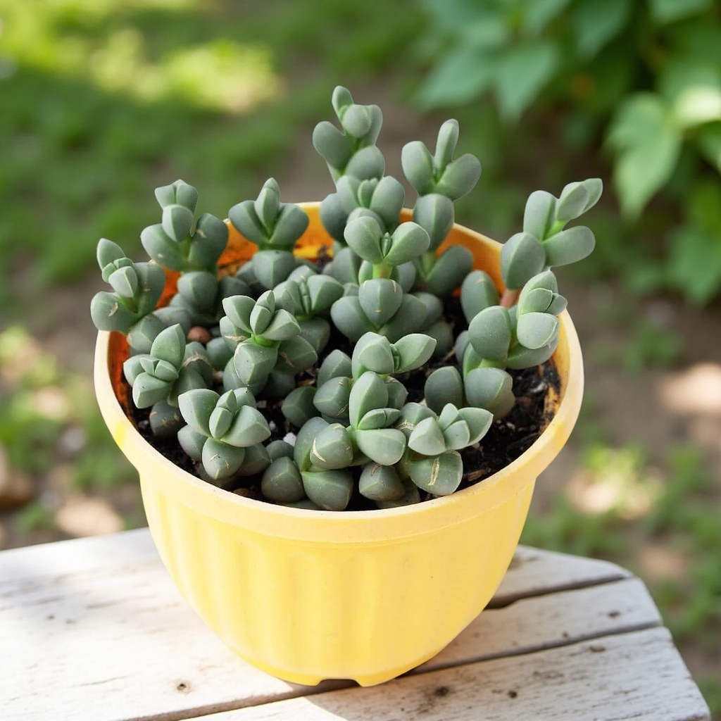 Baby Toes Succulent 2 Inch Live Plant in Pot, Ice Plant Succulent, Corpuscularia Lehmannii, Cute Chunky Succulent, Easy Care Plant, Indoor Plant, Desk Decor