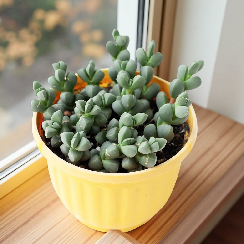 Baby Toes Succulent 2 Inch Live Plant in Pot, Ice Plant Succulent, Corpuscularia Lehmannii, Cute Chunky Succulent, Easy Care Plant, Indoor Plant, Desk Decor