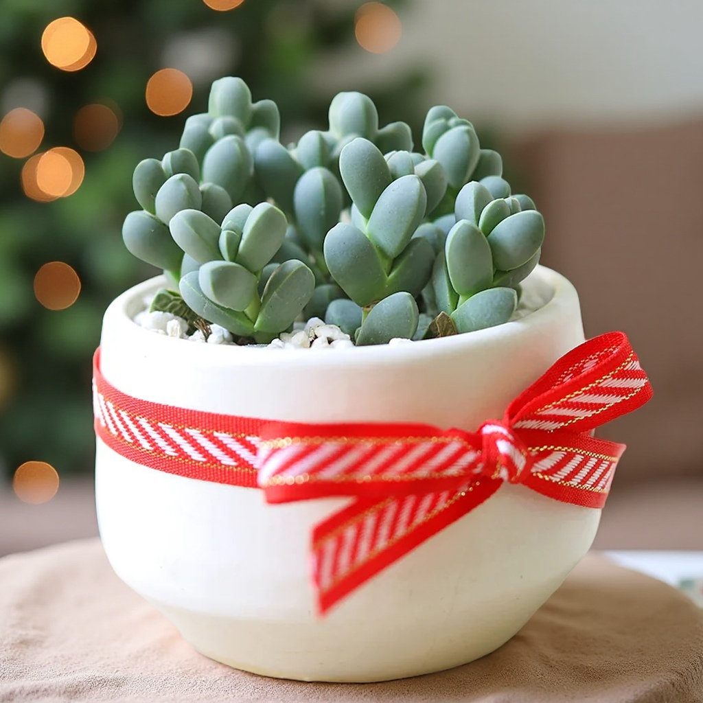 Baby Toes Succulent 2 Inch Live Plant in Pot, Ice Plant Succulent, Corpuscularia Lehmannii, Cute Chunky Succulent, Easy Care Plant, Indoor Plant, Desk Decor
