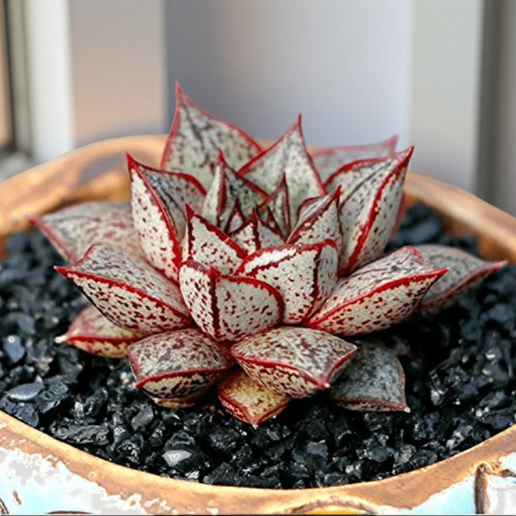 Agave Style Succulent in Pot, 2 Inch Potted Live Succulent Plant, Red Edge Succulent, Geometric Rosette Plant, Aesthetic Indoor Plant