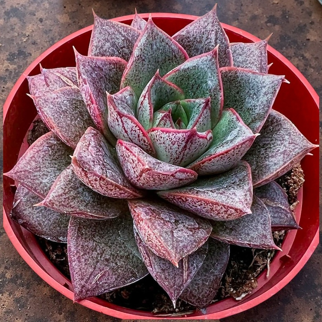 Agave Style Succulent in Pot, 2 Inch Potted Live Succulent Plant, Red Edge Succulent, Geometric Rosette Plant, Aesthetic Indoor Plant
