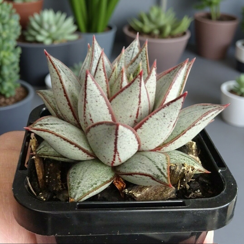 Agave Style Succulent in Pot, 2 Inch Potted Live Succulent Plant, Red Edge Succulent, Geometric Rosette Plant, Aesthetic Indoor Plant