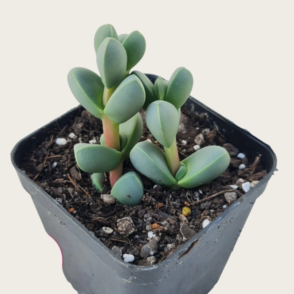 Baby Toes Succulent 2 Inch Live Plant in Pot, Ice Plant Succulent, Corpuscularia Lehmannii, Cute Chunky Succulent, Easy Care Plant, Indoor Plant, Desk Decor