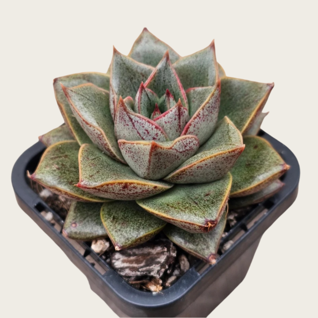Agave Style Succulent in Pot, 2 Inch Potted Live Succulent Plant, Red Edge Succulent, Geometric Rosette Plant, Aesthetic Indoor Plant