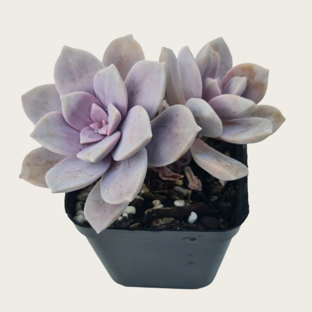 Baby Toes Succulent 2 Inch Live Plant in Pot, Window Succulent, Fenestraria Rhopalophylla, Cute Green Succulent, Unique Indoor Plant, Easy Care Plant, Desk Decor