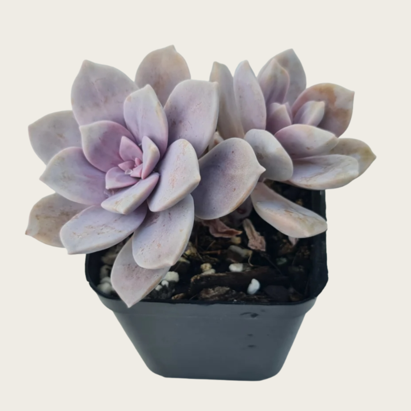 Baby Toes Succulent 2 Inch Live Plant in Pot, Window Succulent, Fenestraria Rhopalophylla, Cute Green Succulent, Unique Indoor Plant, Easy Care Plant, Desk Decor