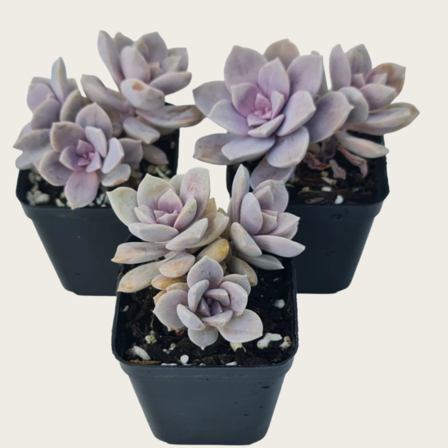 Baby Toes Succulent 2 Inch Live Plant in Pot, Window Succulent, Fenestraria Rhopalophylla, Cute Green Succulent, Unique Indoor Plant, Easy Care Plant, Desk Decor