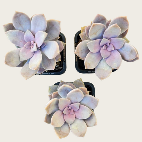 Baby Toes Succulent 2 Inch Live Plant in Pot, Window Succulent, Fenestraria Rhopalophylla, Cute Green Succulent, Unique Indoor Plant, Easy Care Plant, Desk Decor