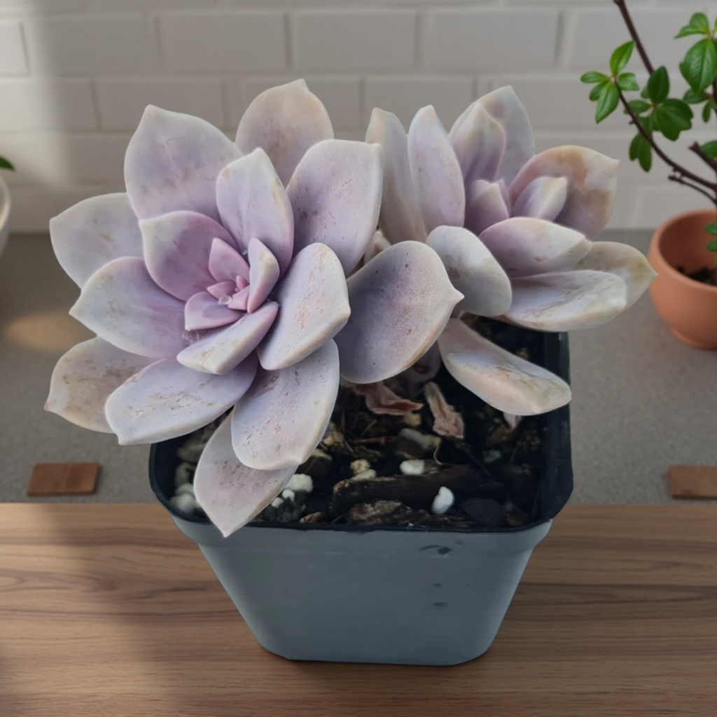 Baby Toes Succulent 2 Inch Live Plant in Pot, Window Succulent, Fenestraria Rhopalophylla, Cute Green Succulent, Unique Indoor Plant, Easy Care Plant, Desk Decor