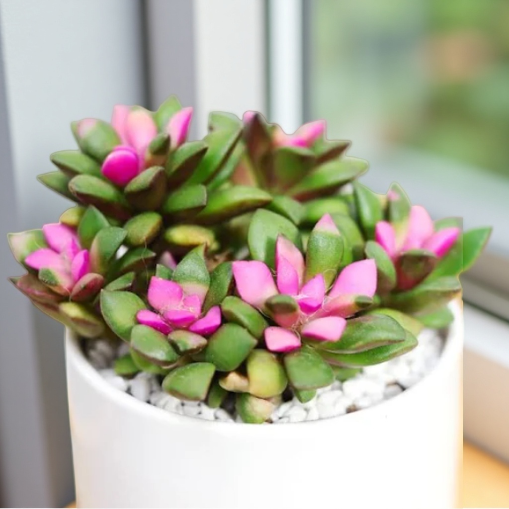 Pink Bloom Style Succulent Arrangement, Live Succulent Plant in Pot, Flower Inspired Succulent, Cute Indoor Plant, Aesthetic Planter Decor, Gift for Plant Lovers
