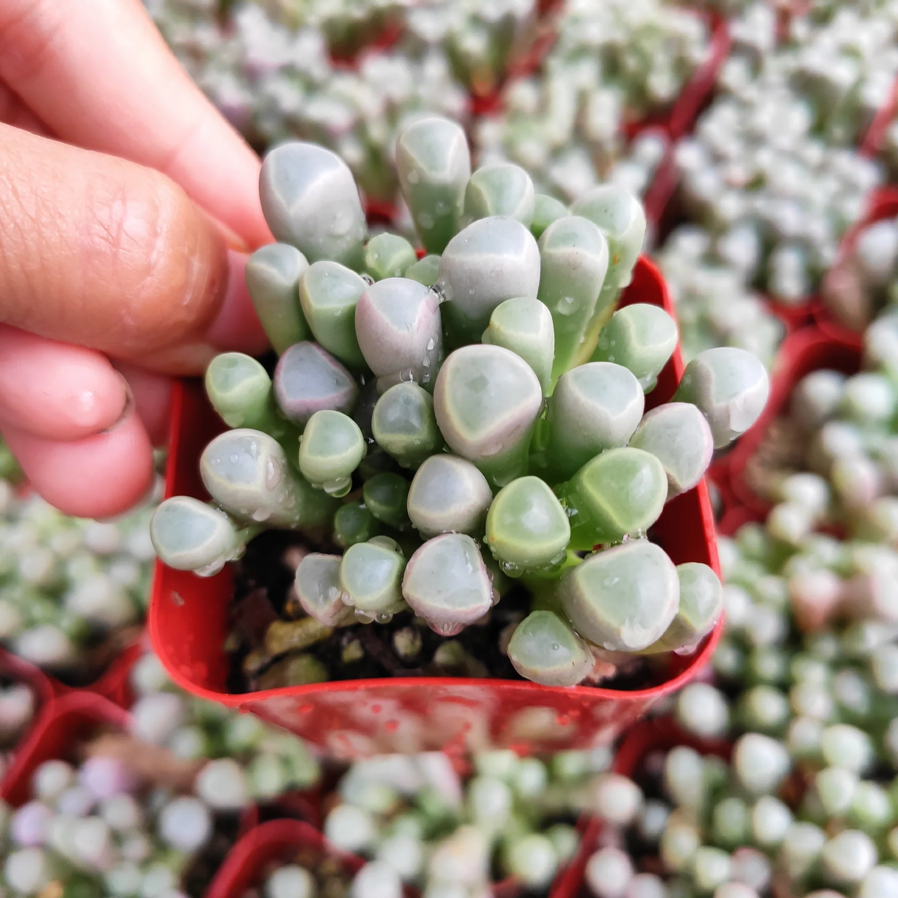 Baby Toes Succulent 2 Inch Live Plant in Pot, Fenestraria Rhopalophylla, Window Succulent, Cute Indoor Plant, Chunky Green Succulent, Easy Care Plant, Desk Decor