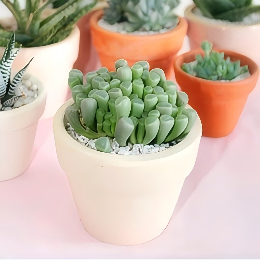 Baby Toes Succulent 2 Inch Live Plant in Pot, Fenestraria Rhopalophylla, Window Succulent, Cute Indoor Plant, Chunky Green Succulent, Easy Care Plant, Desk Decor