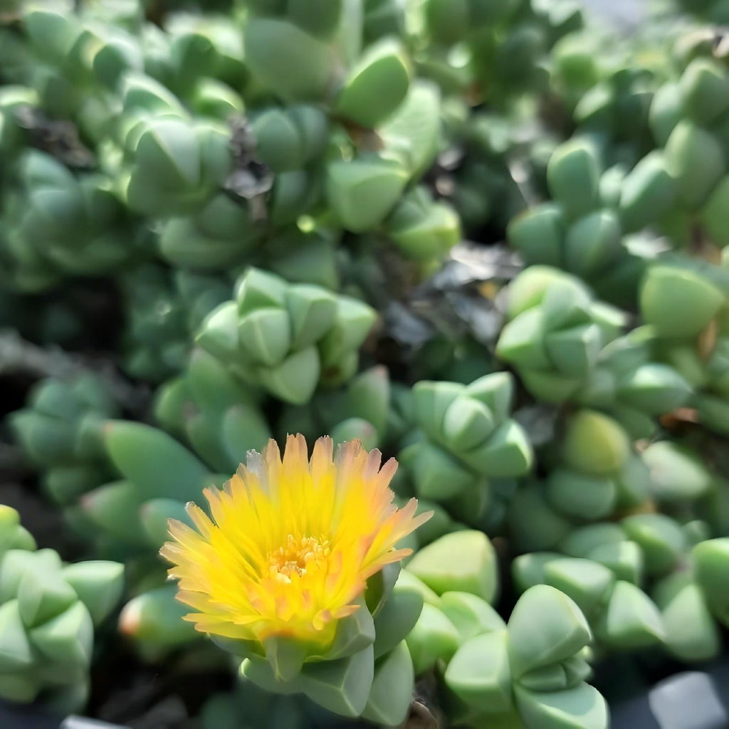 Baby Toes Succulent 2 Inch Live Plant in Pot, Ice Plant Succulent, Corpuscularia Lehmannii, Cute Chunky Succulent, Easy Care Plant, Indoor Plant, Desk Decor