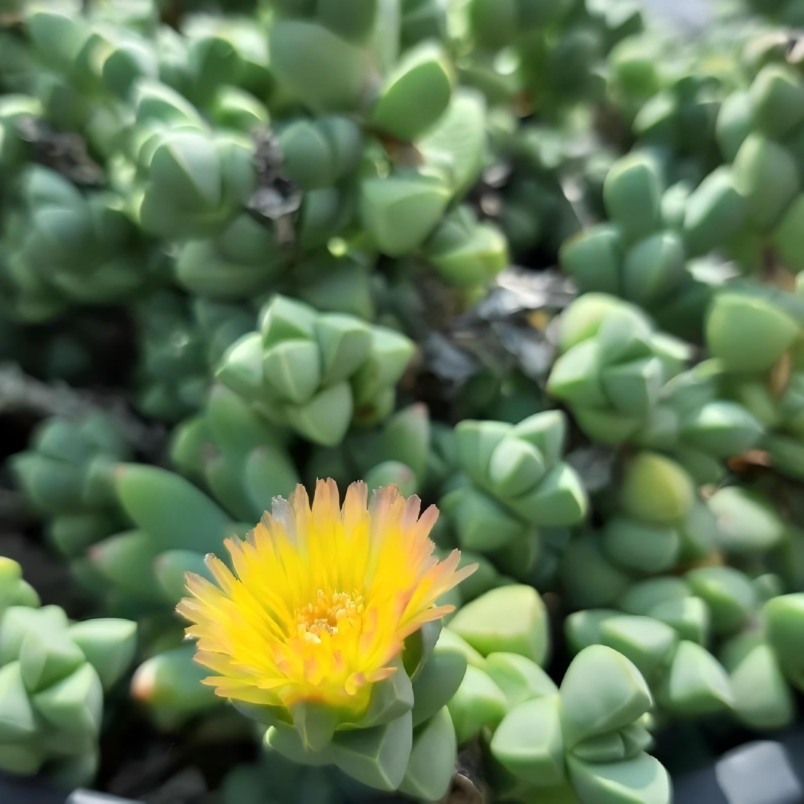 Baby Toes Succulent 2 Inch Live Plant in Pot, Ice Plant Succulent, Corpuscularia Lehmannii, Cute Chunky Succulent, Easy Care Plant, Indoor Plant, Desk Decor