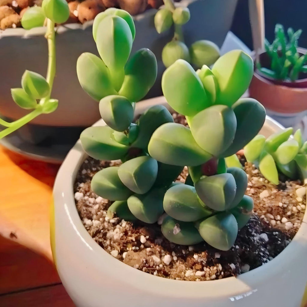 Baby Toes Succulent 2 Inch Live Plant in Pot, Ice Plant Succulent, Corpuscularia Lehmannii, Cute Chunky Succulent, Easy Care Plant, Indoor Plant, Desk Decor