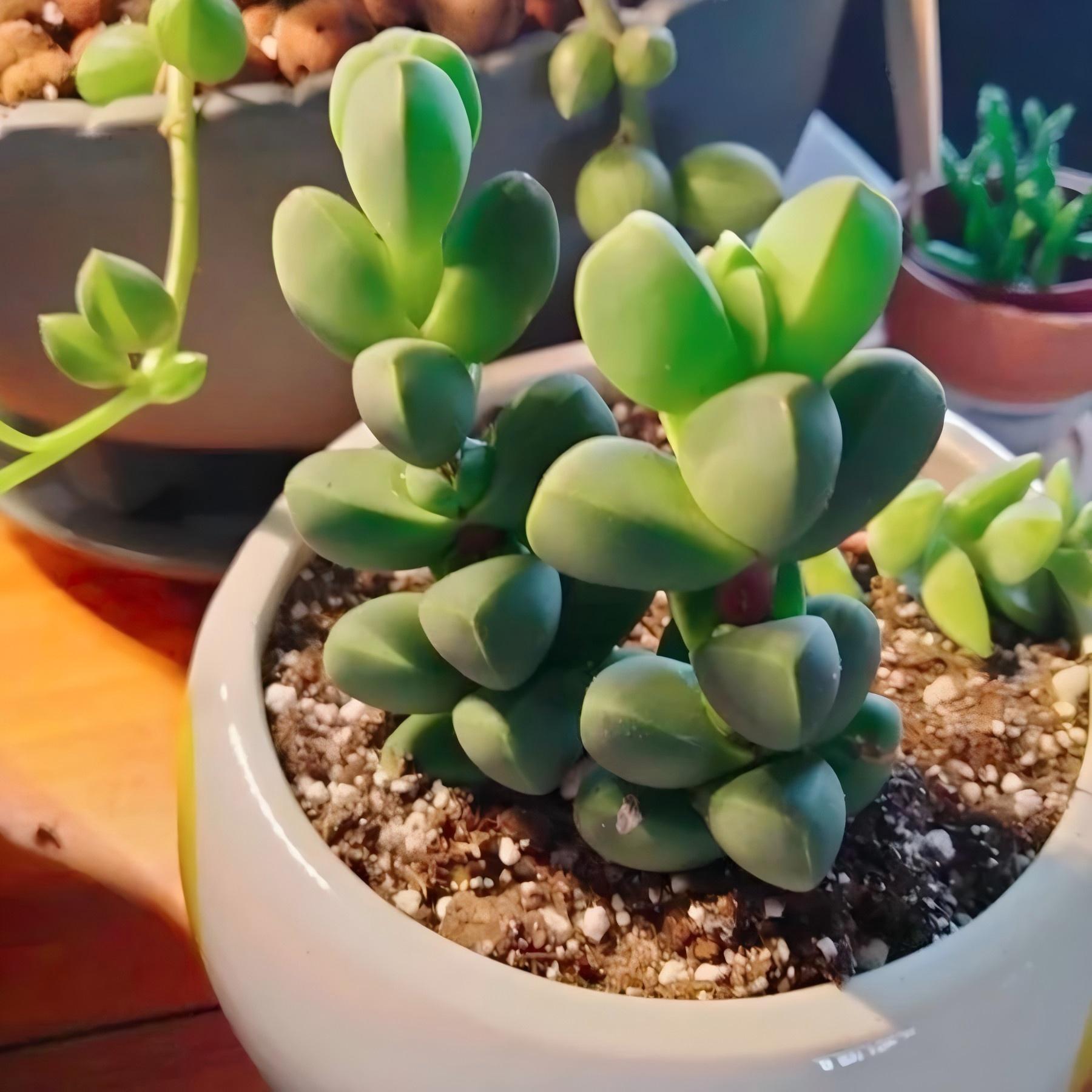 Baby Toes Succulent 2 Inch Live Plant in Pot, Ice Plant Succulent, Corpuscularia Lehmannii, Cute Chunky Succulent, Easy Care Plant, Indoor Plant, Desk Decor