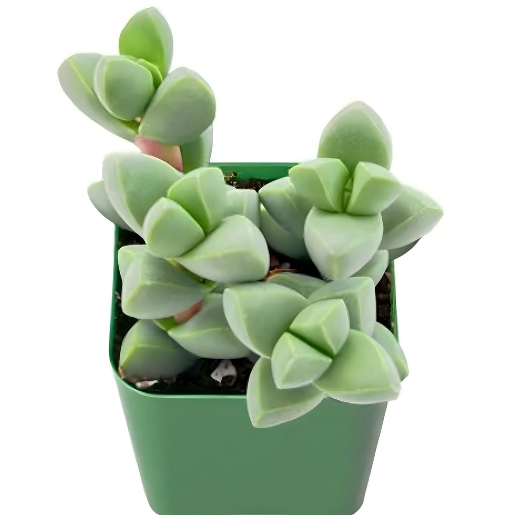 Baby Toes Succulent 2 Inch Live Plant in Pot, Ice Plant Succulent, Corpuscularia Lehmannii, Cute Chunky Succulent, Easy Care Plant, Indoor Plant, Desk Decor
