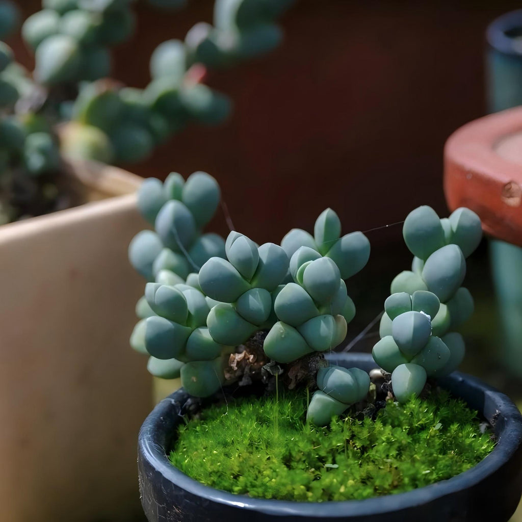 Baby Toes Succulent 2 Inch Live Plant in Pot, Ice Plant Succulent, Corpuscularia Lehmannii, Cute Chunky Succulent, Easy Care Plant, Indoor Plant, Desk Decor