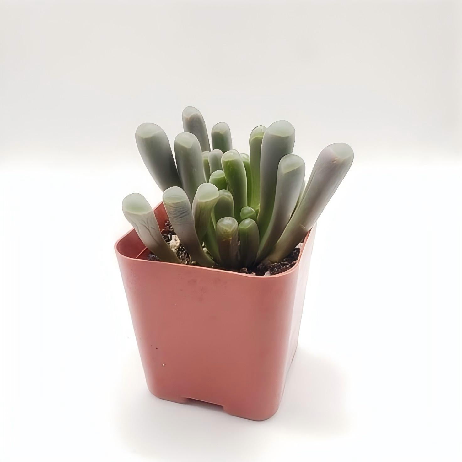 Baby Toes Succulent 2 Inch Live Plant in Pot, Fenestraria Rhopalophylla, Window Succulent, Cute Indoor Plant, Chunky Green Succulent, Easy Care Plant, Desk Decor