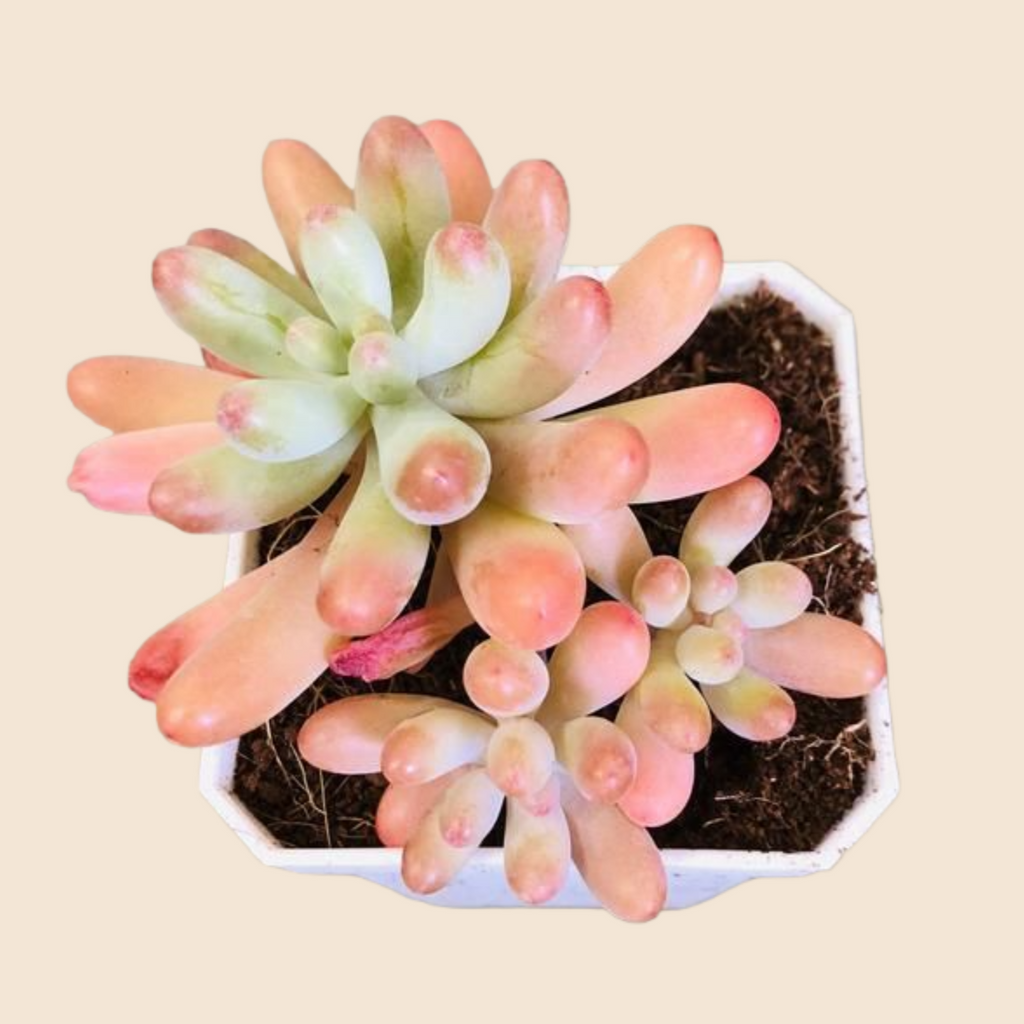 Sedum Pachyphyllum in Pot, 2 Inch Potted Live Succulent Plant, Jelly Bean Succulent, Blush Tip Succulent, Cute Plant Decor, Easy Care Indoor Plant, Aesthetic Desk Plant Gift