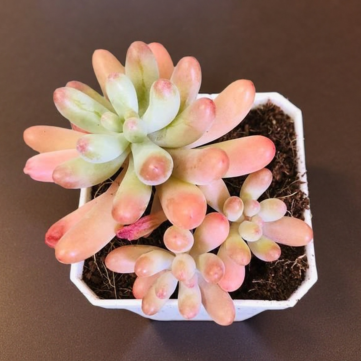 Sedum Pachyphyllum in Pot, 2 Inch Potted Live Succulent Plant, Jelly Bean Succulent, Blush Tip Succulent, Cute Plant Decor, Easy Care Indoor Plant, Aesthetic Desk Plant Gift