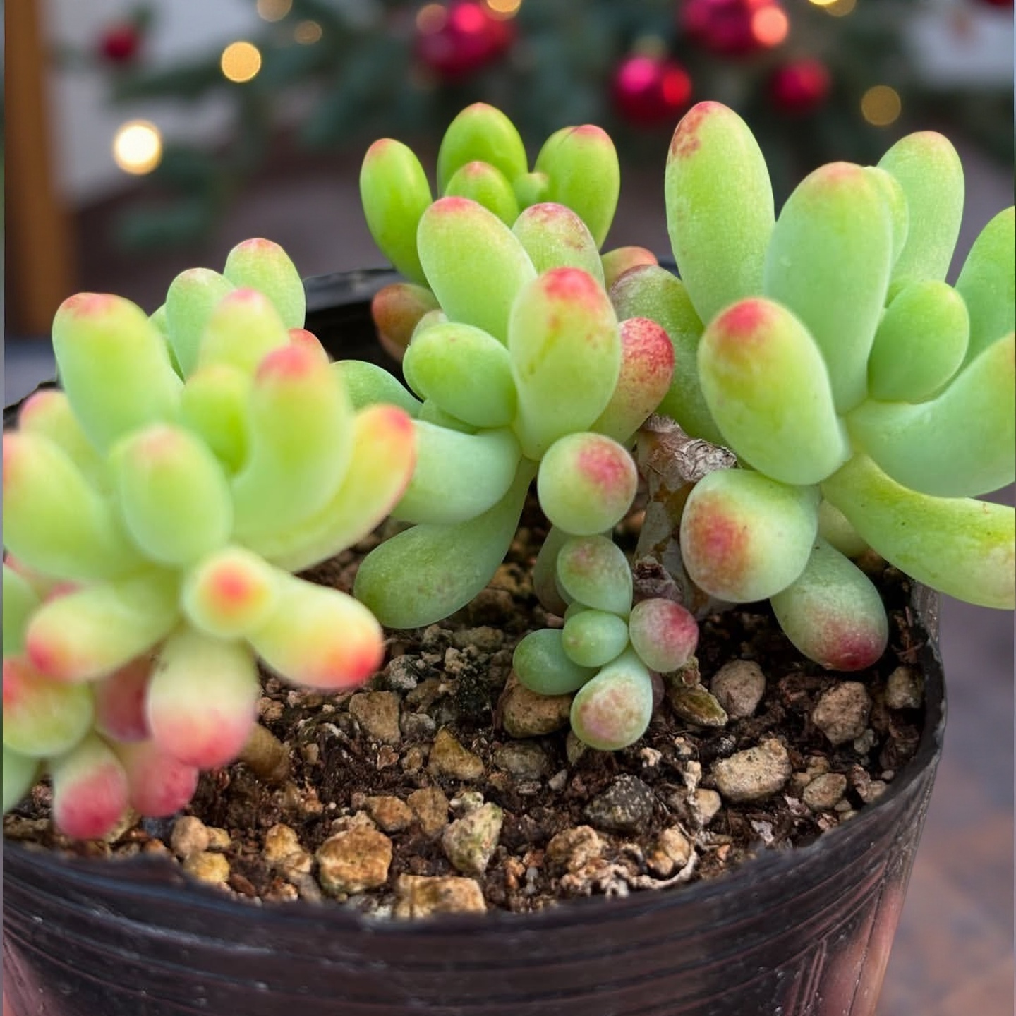 Sedum Pachyphyllum in Pot, 2 Inch Potted Live Succulent Plant, Jelly Bean Succulent, Blush Tip Succulent, Cute Plant Decor, Easy Care Indoor Plant, Aesthetic Desk Plant Gift