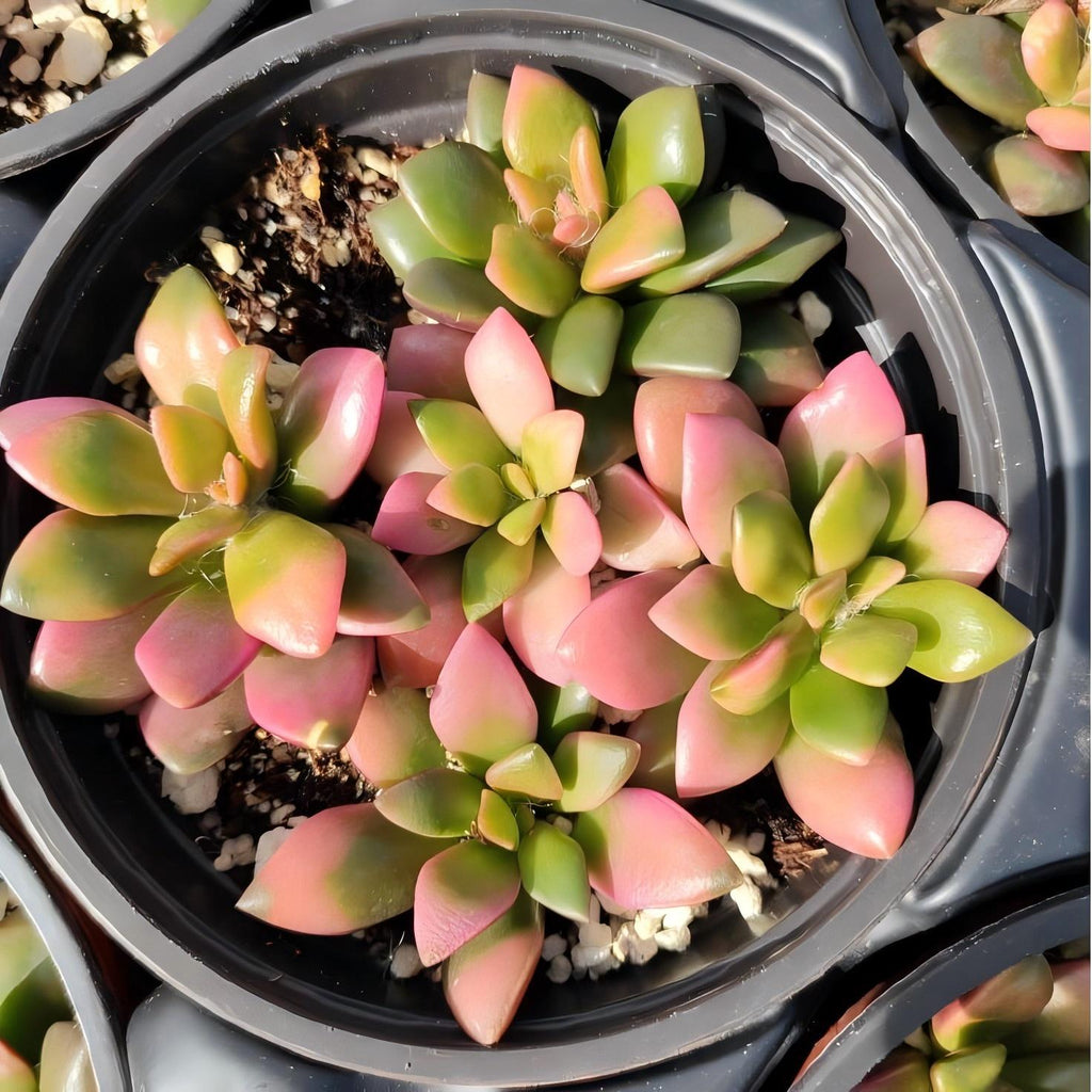 Pink Bloom Style Succulent Arrangement, Live Succulent Plant in Pot, Flower Inspired Succulent, Cute Indoor Plant, Aesthetic Planter Decor, Gift for Plant Lovers