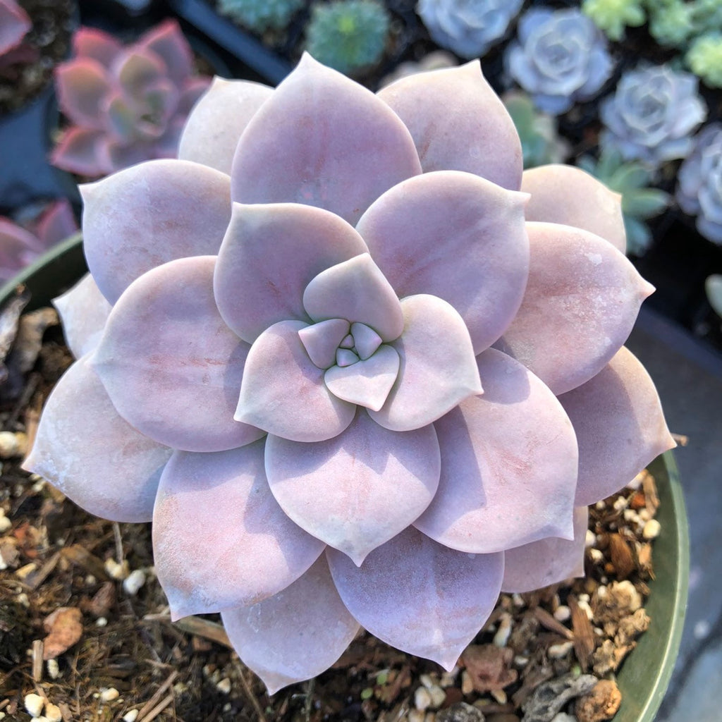 Baby Toes Succulent 2 Inch Live Plant in Pot, Window Succulent, Fenestraria Rhopalophylla, Cute Green Succulent, Unique Indoor Plant, Easy Care Plant, Desk Decor