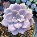 Baby Toes Succulent 2 Inch Live Plant in Pot, Window Succulent, Fenestraria Rhopalophylla, Cute Green Succulent, Unique Indoor Plant, Easy Care Plant, Desk Decor