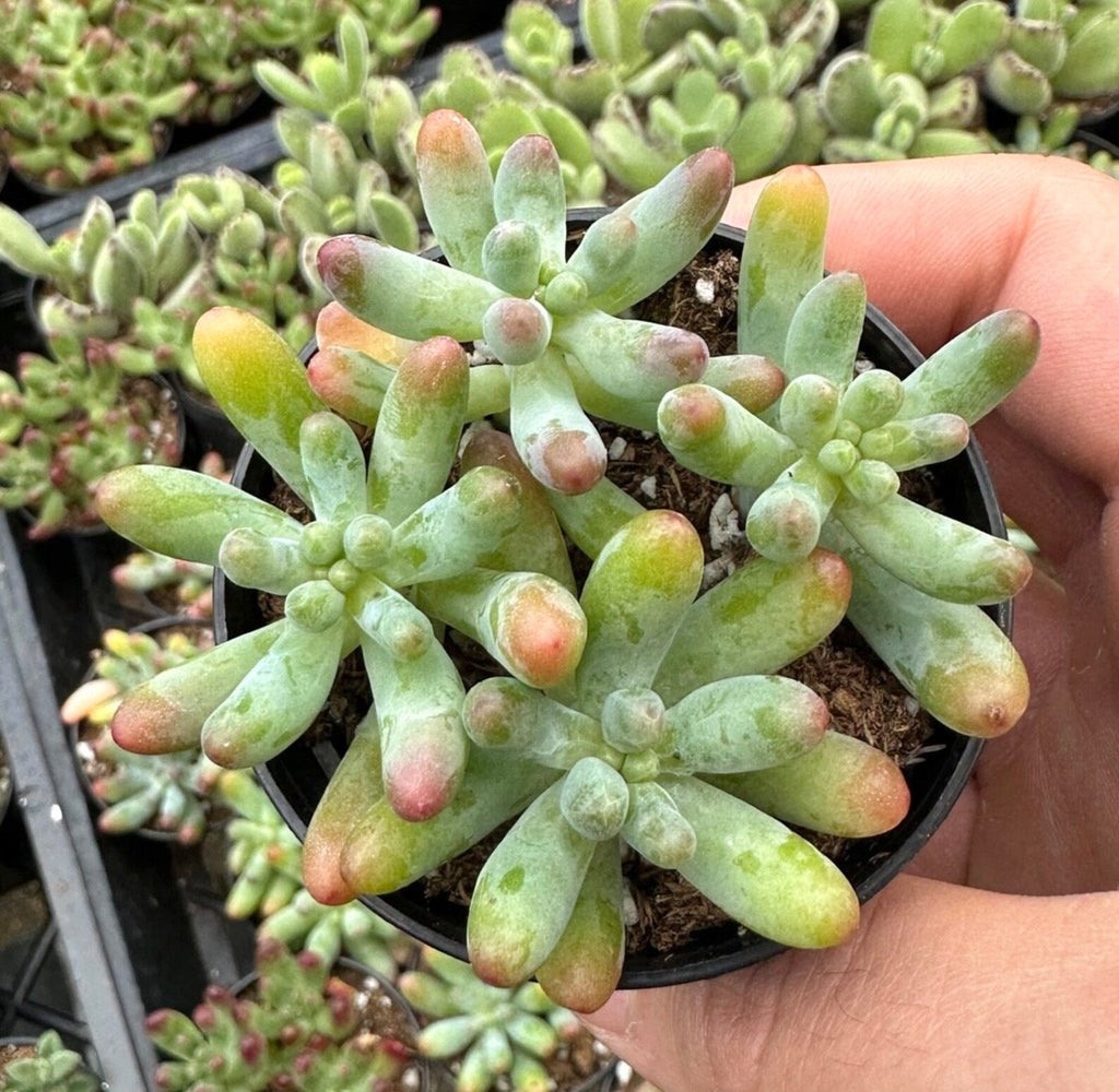 Sedum Pachyphyllum in Pot, 2 Inch Potted Live Succulent Plant, Jelly Bean Succulent, Blush Tip Succulent, Cute Plant Decor, Easy Care Indoor Plant, Aesthetic Desk Plant Gift