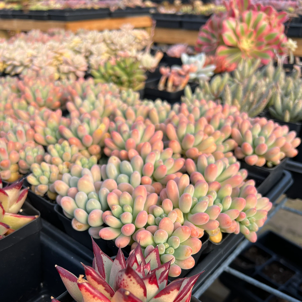 Sedum Pachyphyllum in Pot, 2 Inch Potted Live Succulent Plant, Jelly Bean Succulent, Blush Tip Succulent, Cute Plant Decor, Easy Care Indoor Plant, Aesthetic Desk Plant Gift