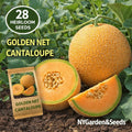 28 Heirloom Golden Net Cantaloupe Seeds Sweet Orange Flesh High Yield Easy to Grow for Container Planting Outdoor Garden Growing Home Harvest