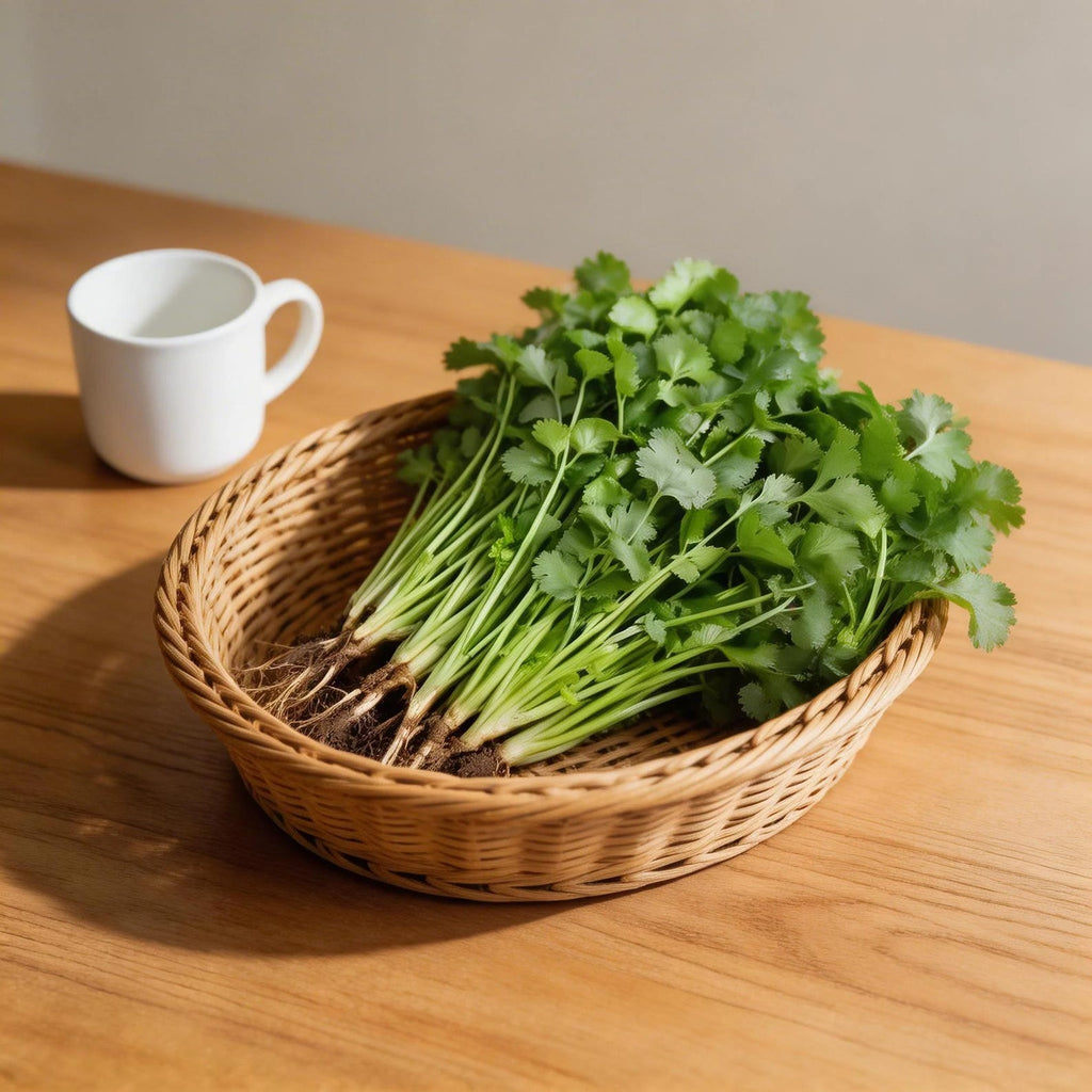 50 Pieces Fast Growing High Yield Cilantro Seeds Easy to Grow Fresh Edible Herb Seeds for Container Garden Indoor Balcony Planting Home Growing