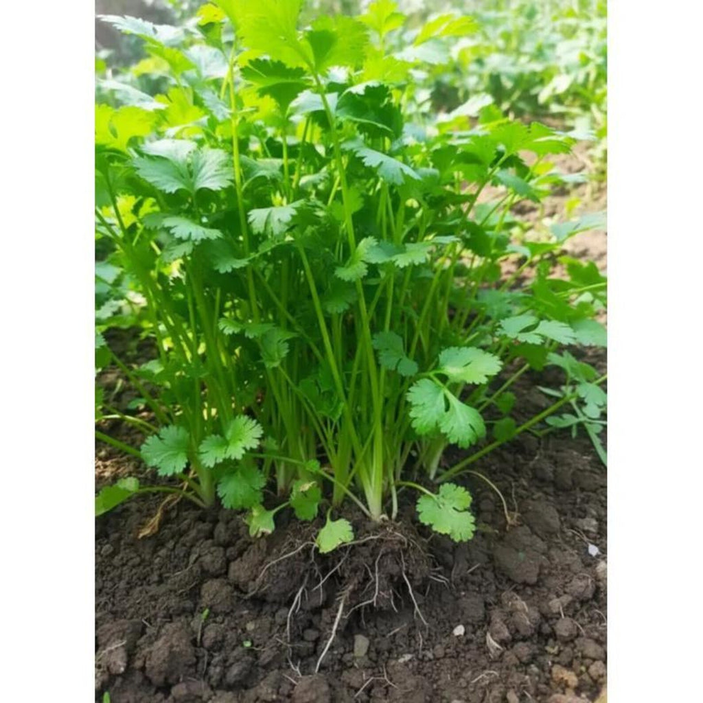 50 Pieces Fast Growing High Yield Cilantro Seeds Easy to Grow Fresh Edible Herb Seeds for Container Garden Indoor Balcony Planting Home Growing