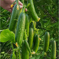 1000 Seeds per Pack Non-GMO Heirloom Mini Cucumber Seeds High Yield Fast Growing Easy to Grow Fresh Eating for Container Planting