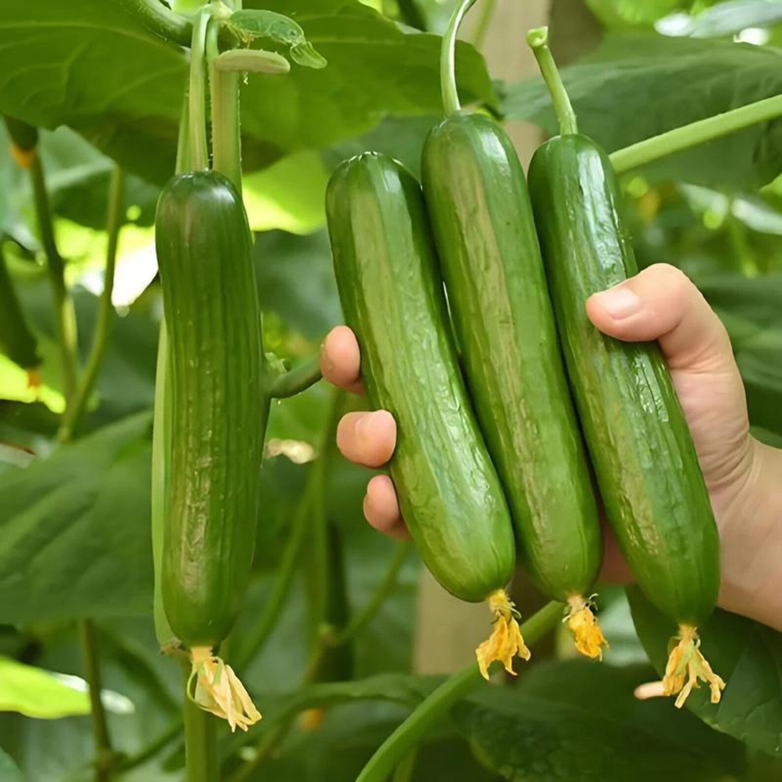1000 Seeds per Pack Non-GMO Heirloom Mini Cucumber Seeds High Yield Fast Growing Easy to Grow Fresh Eating for Container Planting