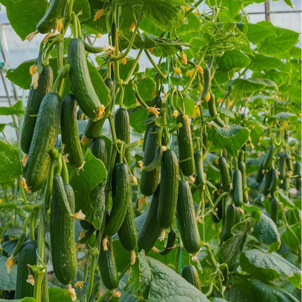 1000 Seeds per Pack Non-GMO Heirloom Mini Cucumber Seeds High Yield Fast Growing Easy to Grow Fresh Eating for Container Planting