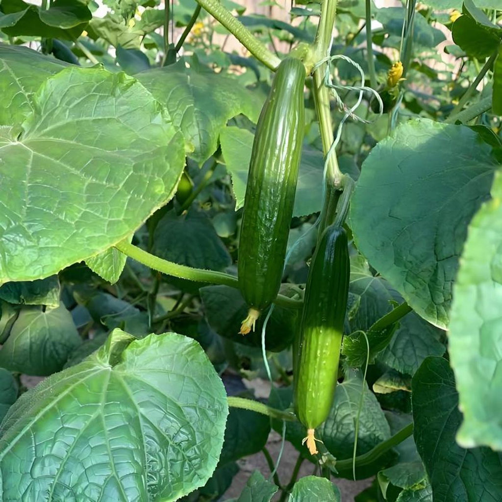 1000 Seeds per Pack Non-GMO Heirloom Mini Cucumber Seeds High Yield Fast Growing Easy to Grow Fresh Eating for Container Planting