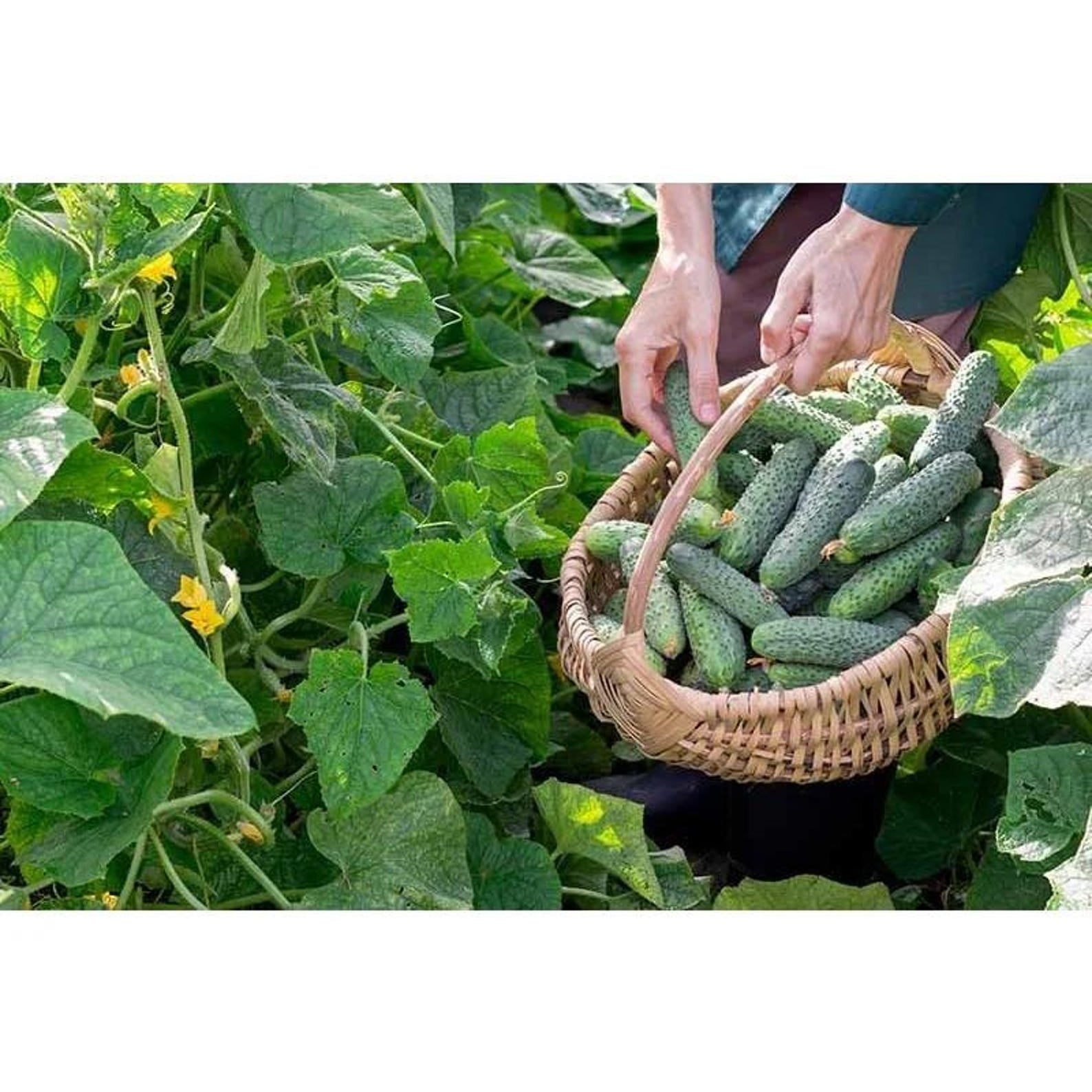 166 Pieces Cucumber Seeds High Yield Fast Growing Easy to Grow Fresh Eating Vegetable Seeds for Container Planting Home Garden Harvesting